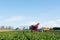 Harvest of Sugar beets