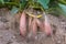 Harvest sweet potato plant with tubers in soil dirt surface