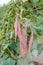 Harvest sweet potato plant with tubers in soil dirt surface