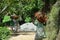 Harvest of tea by womans with bags on their head