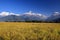 Harvest,Terrace Rice Paddy Field