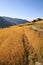 Harvest, Terrace Rice Paddy Field