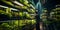 Harvest theme in vertical farming, plants grow on special shelves in optimal conditions