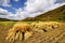 Harvest time in autumn season in Bashang grassland of Hebei province