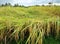 Harvest time in Bali, scenic landscape