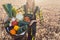 Harvest time in the country, woman farmer offering vegetables