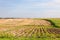 Harvest time. Potato fields, cut cereals. Stacked bundles. Rural landscape