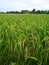 Harvest time for rice in villages oriza sativa