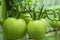 Harvest tomato on the farm