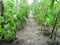 Harvest tomatoes in the field. Green tomatoes