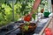 Harvest of tomatoes picking in the green house. Big beef tomato in woman hands