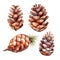 Harvest Treasures - Dry Pine Cones, Isolated on White Background - Generative AI