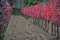 Harvest Tuscany autumn colors vineyard chianti