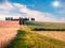 Harvest in Tuscany. Typical Tuscan view with farmhouse and field of wheat. Sunny summer view of Italian countryside, Val d`Orcia