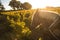 Harvest Vineyard with a draft horse-Saint-Emilion-France