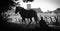 Harvest Vineyard with a draft horse-Saint-Emilion-France