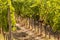 Harvest of vino nobile red wine grapes in the vineyards growing in lines, Tuscany, Montalcino, Brunello wine district