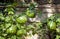 Harvest of watermelons in the summer garden