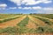 Harvest of wheat in the kibbutz fields