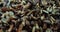 Harvest of wild boletus mushrooms collected by a mushroom picker on the table, top view