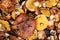 Harvest of wild mushrooms Suillus