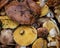 Harvest of wild mushrooms Suillus