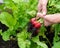 Harvest, woman hands holding ripe red radishes. Ecological, organic cultivation, home gardening