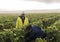 Harvest Workers Campagne in Verzernay