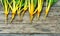 Harvest of yellow chard Beta vulgaris on a wooden table