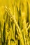 Harvest yellow paddy