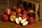Harvested apple crate