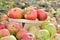 Harvested apples