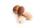 Harvested at autumn amazing edible mushrooms boletus edulis king bolete known as porcini mushrooms isolated