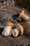 Harvested at autumn amazing edible mushrooms boletus edulis known as porcini mushrooms. Composition of group edible mushroom