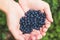 Harvested berries, process of collecting, harvesting and picking berries in the forest of Scandinavia, close up view of bilberry,