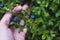Harvested berries, process of collecting, harvesting and picking berries in the forest of Scandinavia, close up view of bilberry,
