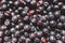 Harvested berries, process of collecting, harvesting and picking berries in the forest of Scandinavia, close up view of bilberry,