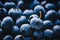 Harvested blueberries closeup, summer fruit, homegrown organic berries, blueberry background, lights and shadows