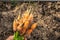 Harvested carrot crop with the tops on the bed in the hands of farmer. Copy space. Harvest festival, gifts of autumn,