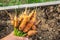 Harvested carrot crop with the tops on the bed in the hands of farmer. Copy space. Harvest festival, gifts of autumn,