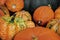 Harvested colorful varieties of pumpkins. Autumnal background