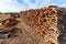 Harvested cork oak bark from the trunk of cork oak tree Quercus suber for industrial production of wine cork stopper in the