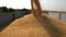 Harvested corn being loaded into a trailer