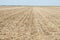 Harvested corn field