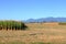 Harvested Corn and Lost Crops