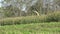 Harvested corn maize plants fall over field. Handheld. 4K