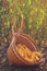 Harvested corn in wicker basket