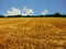 Harvested cornfield