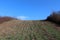 Harvested cornfield in cold winter day with clear blue sky in background