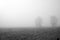 Harvested Cornfield in Fog